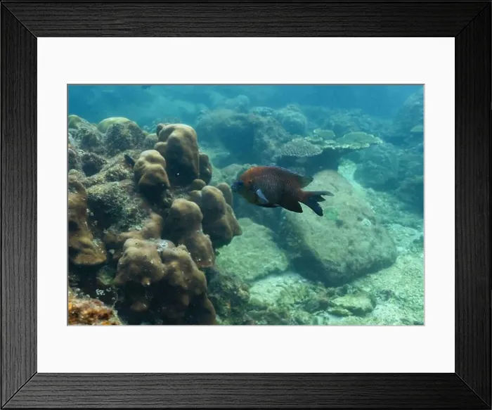 Framed Print : underwater landscape of a coral reef with colorful exotic fish Framed Print : underwater landscape of a coral reef with colorful exotic fish
