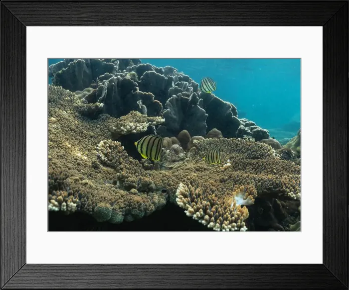 Framed Print : underwater landscape of a coral reef with colorful exotic fish Framed Print : underwater landscape of a coral reef with colorful exotic fish
