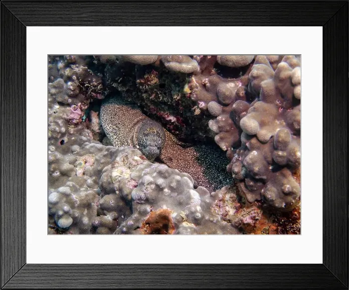 Framed Print : A Pepper Moray eel hides on a sponge-covered coral reef at the bottom of the Gulf of Oman in Fujairah Framed Print : A Pepper Moray eel hides on a sponge-covered coral reef at the bottom of the Gulf of Oman in Fujairah