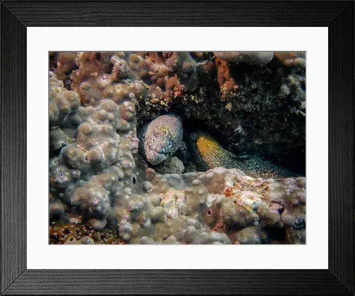 Framed Print : A Pepper Moray eel hides on a sponge-covered coral reef at the bottom of the Gulf of Oman in Fujairah Framed Print : A Pepper Moray eel hides on a sponge-covered coral reef at the bottom of the Gulf of Oman in Fujairah