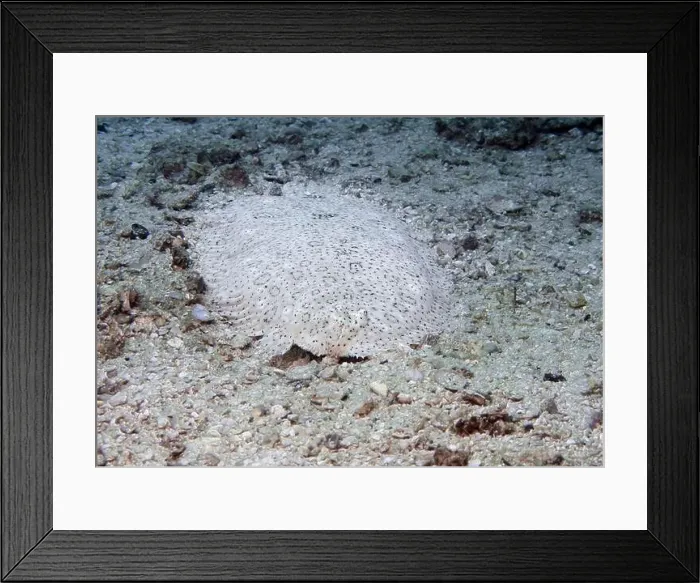 Framed Print : A flounder fish hides at the bottom of the Gulf of Oman in Fujairah, United Arab Emirates Framed Print : A flounder fish hides at the bottom of the Gulf of Oman in Fujairah, United Arab Emirates