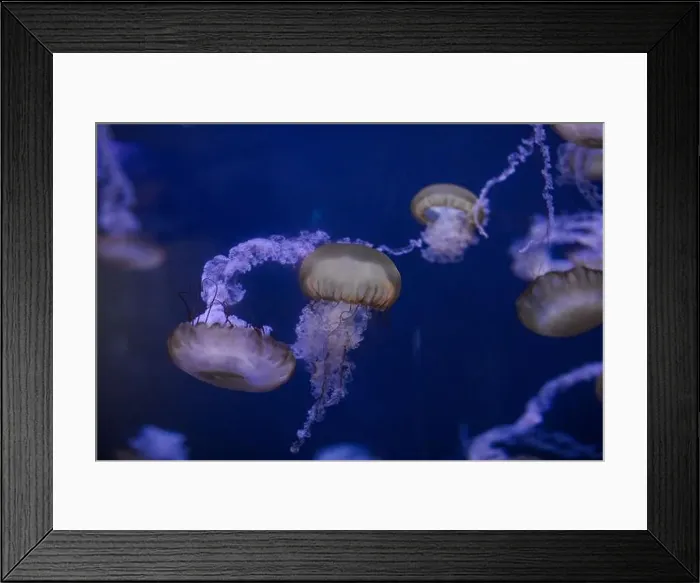 Framed Print : underwater image of jellyfishes Framed Print : underwater image of jellyfishes