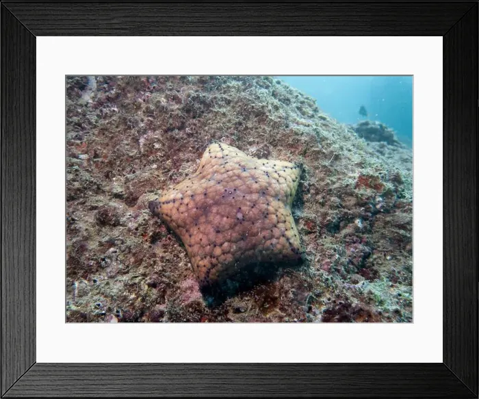 Framed Print : A five-pointed orange-red starfish on a coral reef at the bottom of the Gulf of Oman in Fujairah, United Arab Emirates Framed Print : A five-pointed orange-red starfish on a coral reef at the bottom of the Gulf of Oman in Fujairah, United Arab Emirates