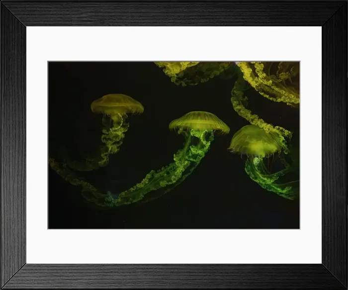 Framed Print : Group of Jellifish South american sea nettle Framed Print : Group of Jellifish South american sea nettle