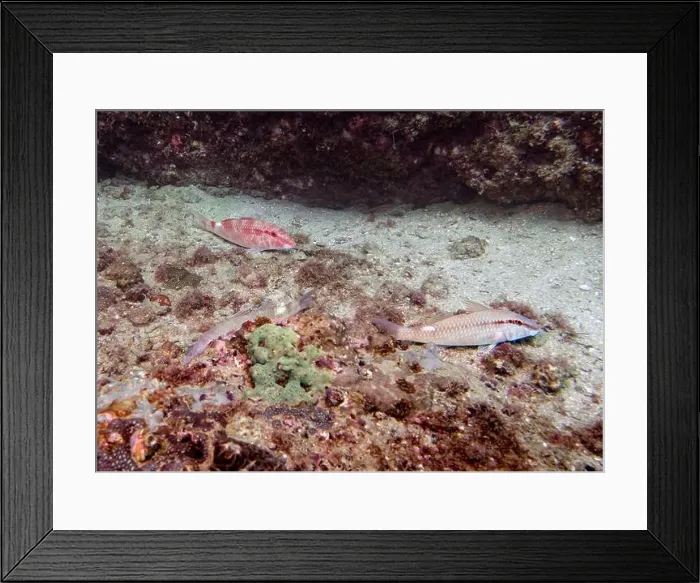 Framed Print : Barabula fishes search for food in the sand on a coral reef at the bottom of the Gulf of Oman in Fujairah