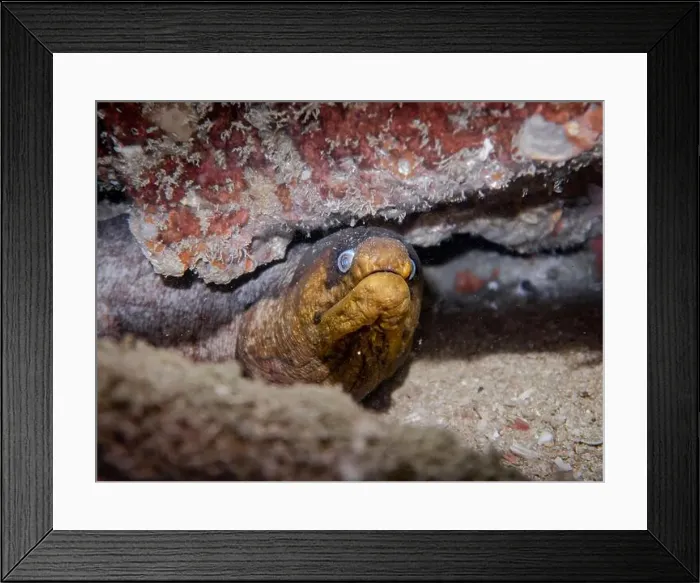 Framed Print : A moray eel in a crevice on a coral reef at the bottom of the Gulf of Oman in Fujairah, United Arab Emirates Framed Print : A moray eel in a crevice on a coral reef at the bottom of the Gulf of Oman in Fujairah, United Arab Emirates