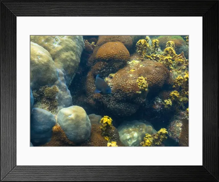 Framed Print : underwater landscape of a coral reef with colorful exotic fish Framed Print : underwater landscape of a coral reef with colorful exotic fish