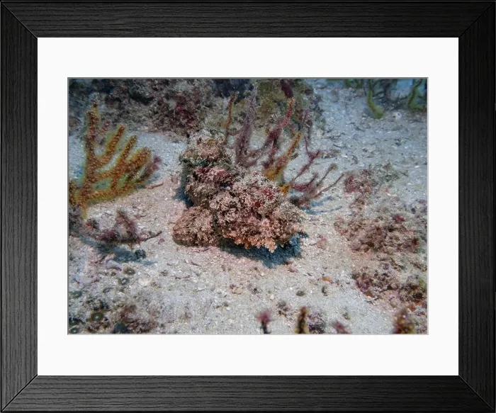 Framed Print : Poisonous scorpion fish among soft corals at the bottom of the Gulf of Oman in Fujairah, United Arab Emirates Framed Print : Poisonous scorpion fish among soft corals at the bottom of the Gulf of Oman in Fujairah, United Arab Emirates