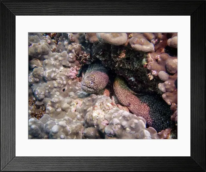 Framed Print : A Pepper Moray eel hides on a sponge-covered coral reef at the bottom of the Gulf of Oman in Fujairah Framed Print : A Pepper Moray eel hides on a sponge-covered coral reef at the bottom of the Gulf of Oman in Fujairah