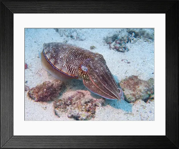Framed Print : A cuttlefish disguises itself among the brown thickets at the bottom of the Gulf of Oman in Fujairah Framed Print : A cuttlefish disguises itself among the brown thickets at the bottom of the Gulf of Oman in Fujairah