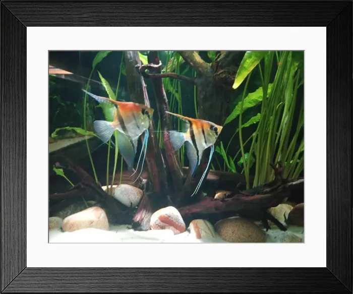 Framed Print : Two fish swimming in a tank with a rock and some plants. The fish are orange and blue Framed Print : Two fish swimming in a tank with a rock and some plants. The fish are orange and blue