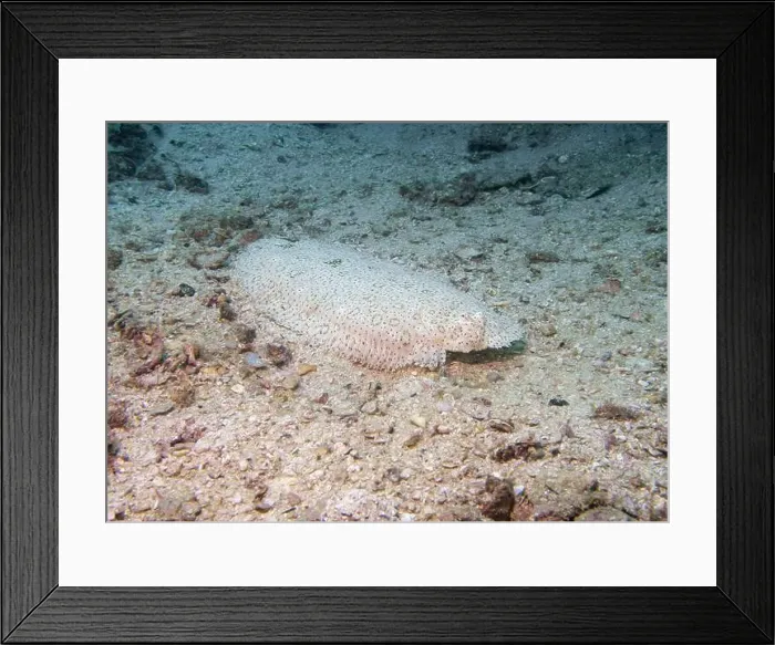 Framed Print : A flounder fish hides at the bottom of the Gulf of Oman in Fujairah, United Arab Emirates Framed Print : A flounder fish hides at the bottom of the Gulf of Oman in Fujairah, United Arab Emirates