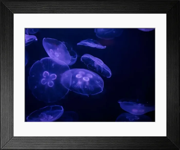 Framed Print : underwater image of jellyfishes Framed Print : underwater image of jellyfishes