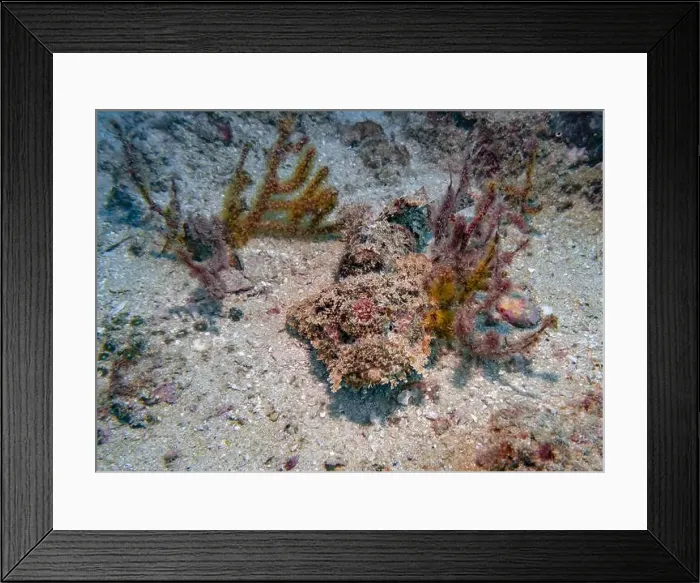 Framed Print : Poisonous scorpion fish among soft corals at the bottom of the Gulf of Oman in Fujairah, United Arab Emirates Framed Print : Poisonous scorpion fish among soft corals at the bottom of the Gulf of Oman in Fujairah, United Arab Emirates