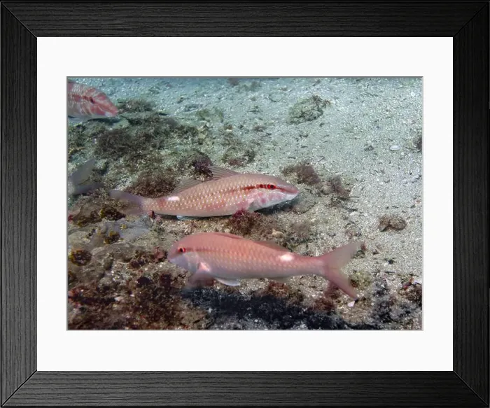 Framed Print : Barabula fishes search for food in the sand on a coral reef at the bottom of the Gulf of Oman in Fujairah