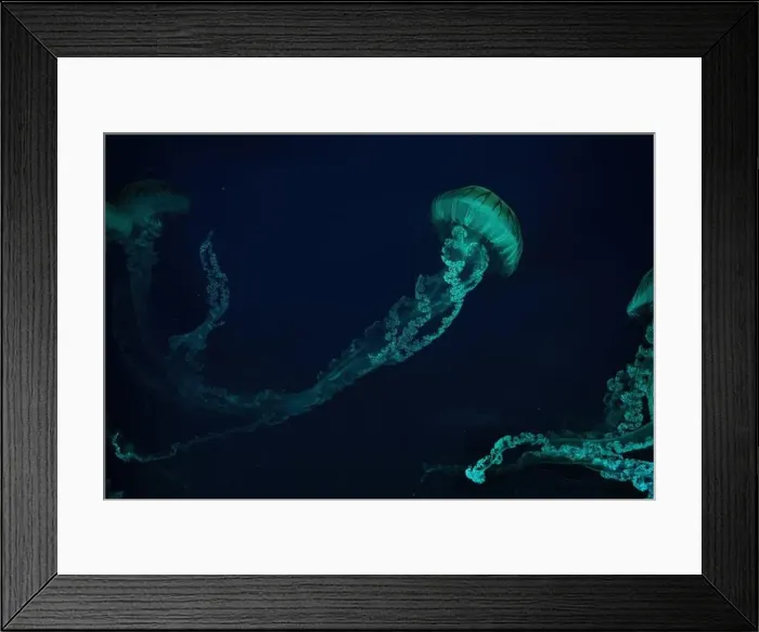 Framed Print : Jellifish South american sea nettle Framed Print : Jellifish South american sea nettle
