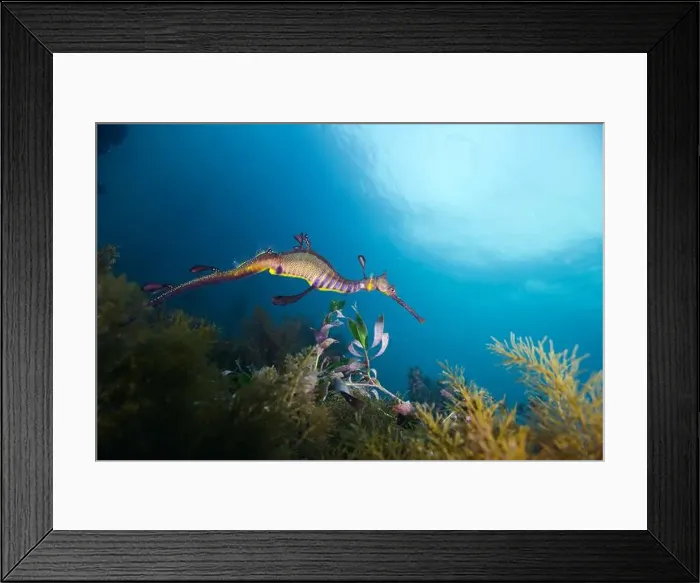 Framed Print : Weedy Sea dragon at Finders Pier Framed Print : Weedy Sea dragon at Finders Pier