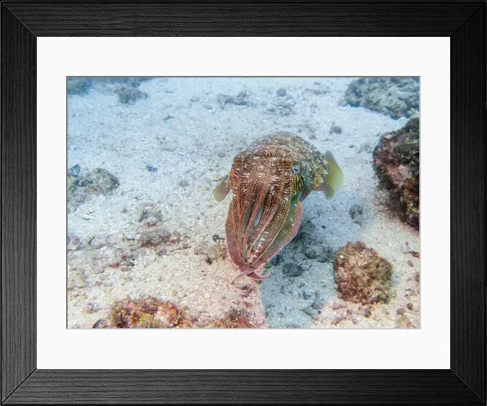 Framed Print : A cuttlefish disguises itself among the brown thickets at the bottom of the Gulf of Oman in Fujairah Framed Print : A cuttlefish disguises itself among the brown thickets at the bottom of the Gulf of Oman in Fujairah