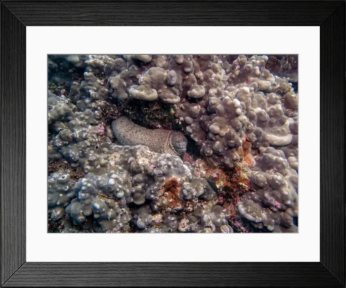 Framed Print : A Pepper Moray eel hides on a sponge-covered coral reef at the bottom of the Gulf of Oman in Fujairah Framed Print : A Pepper Moray eel hides on a sponge-covered coral reef at the bottom of the Gulf of Oman in Fujairah