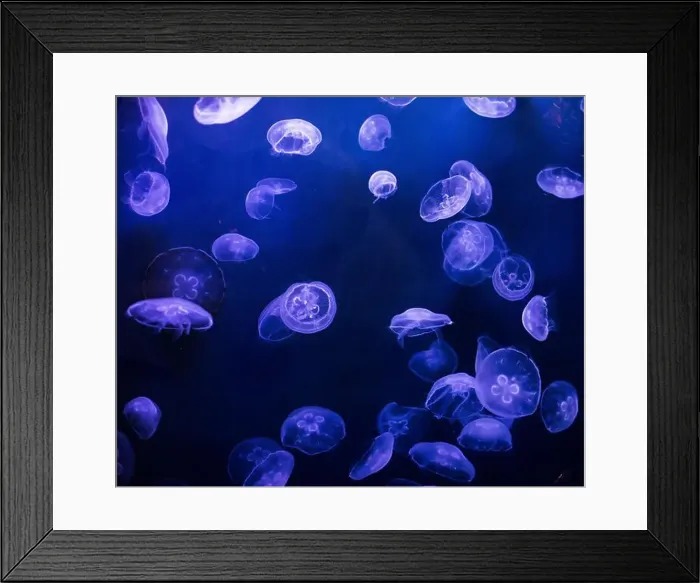 Framed Print : underwater image of jellyfishes Framed Print : underwater image of jellyfishes