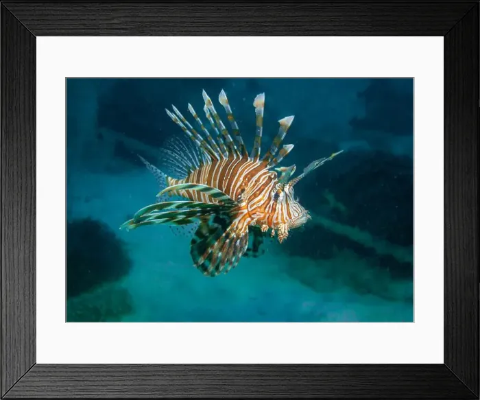 Framed Print : Lion fish hunting at the bottom of the Gulf of Oman in Fujairah, United Arab Emirates Framed Print : Lion fish hunting at the bottom of the Gulf of Oman in Fujairah, United Arab Emirates
