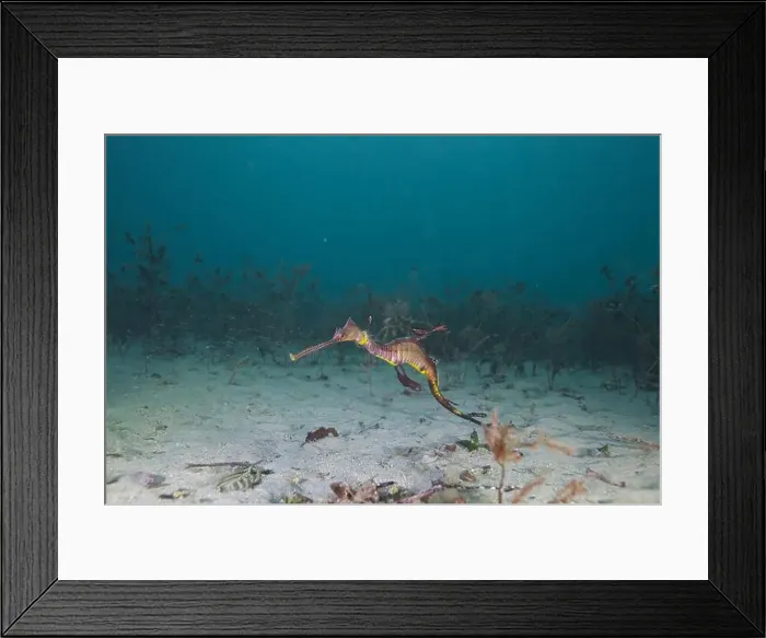 Framed Print : Weedy Sea dragon at Finders Pier Framed Print : Weedy Sea dragon at Finders Pier
