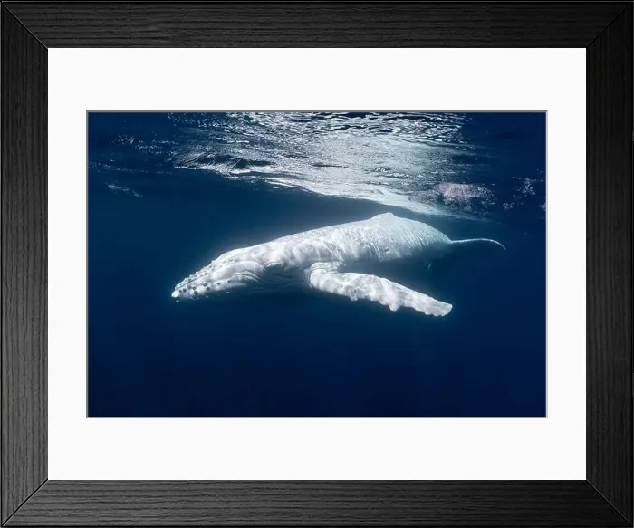 Framed Print : Albino (white) humpback whale Framed Print : Albino (white) humpback whale