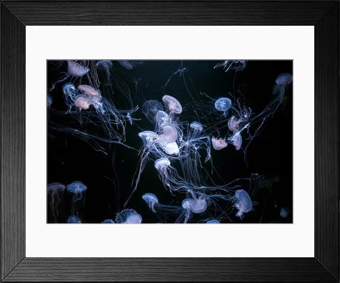 Framed Print : Group of Atlantic sea nettle, Chrysaora quinquecirrha Framed Print : Group of Atlantic sea nettle, Chrysaora quinquecirrha