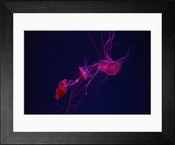 Framed Print : Three fluorescent jellyfish swimming underwater aquarium pool with neon light Framed Print : Three fluorescent jellyfish swimming underwater aquarium pool with neon light