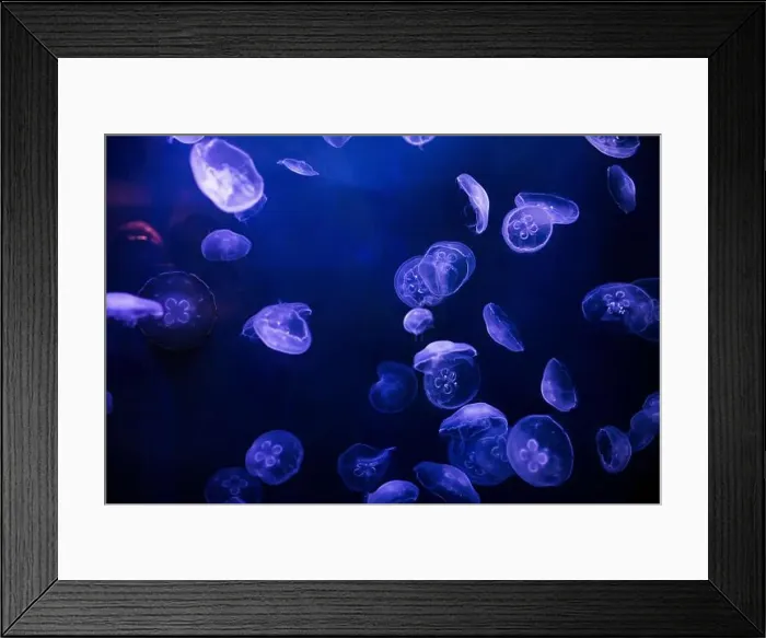 Framed Print : underwater image of jellyfishes Framed Print : underwater image of jellyfishes