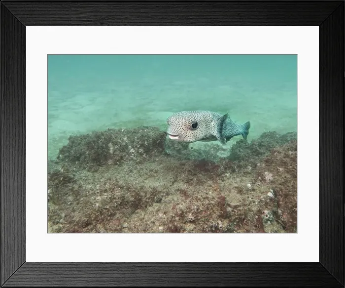 Framed Print : The spot-fin porcupinefish (Diodon hystrix) on a coral reef at the bottom of the Gulf of Oman in Fujairah Framed Print : The spot-fin porcupinefish (Diodon hystrix) on a coral reef at the bottom of the Gulf of Oman in Fujairah