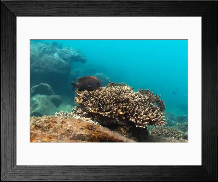 Framed Print : underwater landscape of a coral reef with colorful exotic fish Framed Print : underwater landscape of a coral reef with colorful exotic fish