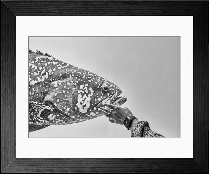 Framed Print : Womans hand reaching towards head of large fish with wide mouth Framed Print : Womans hand reaching towards head of large fish with wide mouth