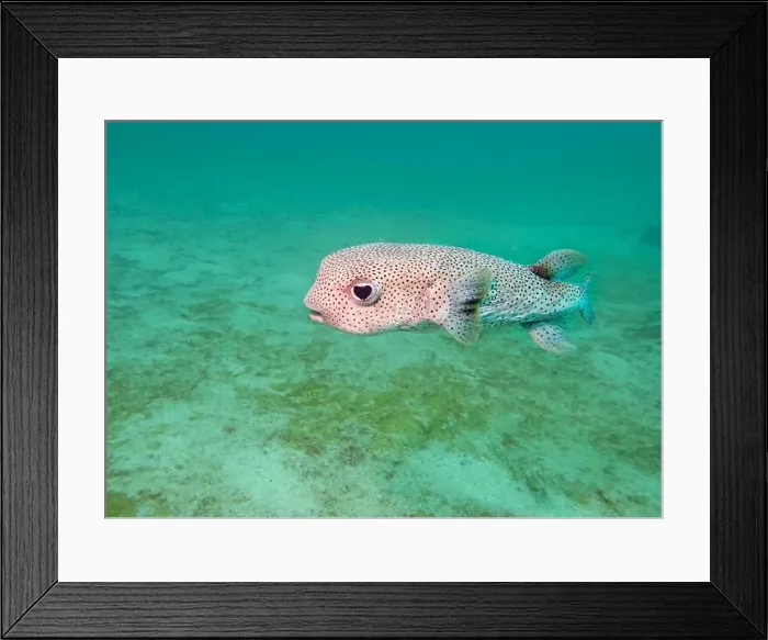 Framed Print : The spot-fin porcupinefish (Diodon hystrix) fish on a coral reef at the bottom of the Gulf of Oman in Fujairah Framed Print : The spot-fin porcupinefish (Diodon hystrix) fish on a coral reef at the bottom of the Gulf of Oman in Fujairah