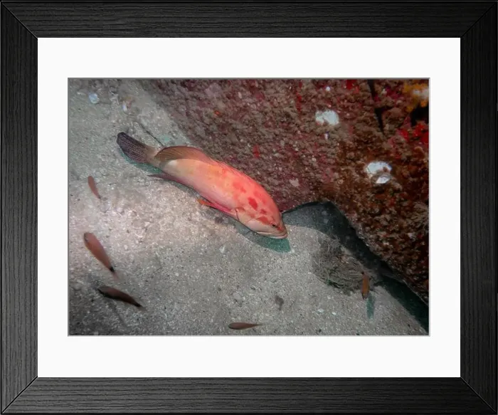 Framed Print : Coral grouper fish at the bottom of the Gulf of Oman in Fujairah, United Arab Emirates Framed Print : Coral grouper fish at the bottom of the Gulf of Oman in Fujairah, United Arab Emirates