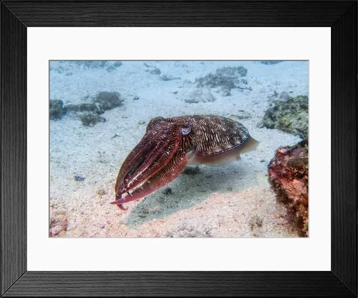 Framed Print : A cuttlefish disguises at the bottom of the Gulf of Oman in Fujairah, United Arab Emirates Framed Print : A cuttlefish disguises at the bottom of the Gulf of Oman in Fujairah, United Arab Emirates