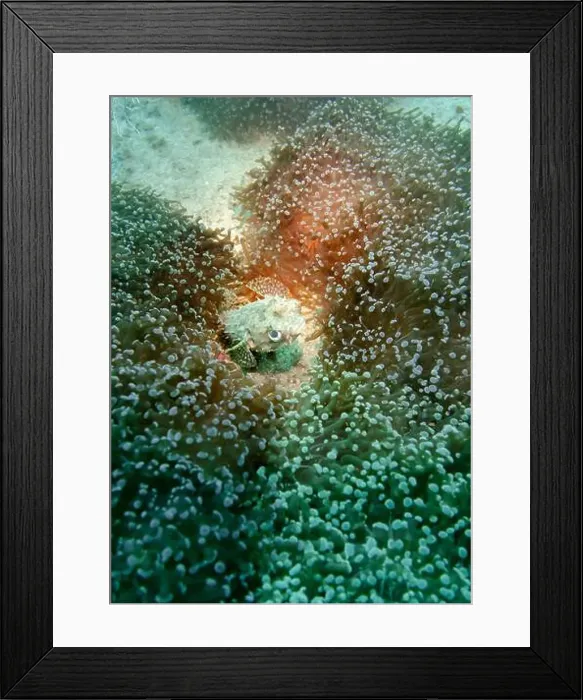 Framed Print : A small hedgehog fish among the thickets of soft coral at the bottom of the Gulf of Oman in Fujairah Framed Print : A small hedgehog fish among the thickets of soft coral at the bottom of the Gulf of Oman in Fujairah