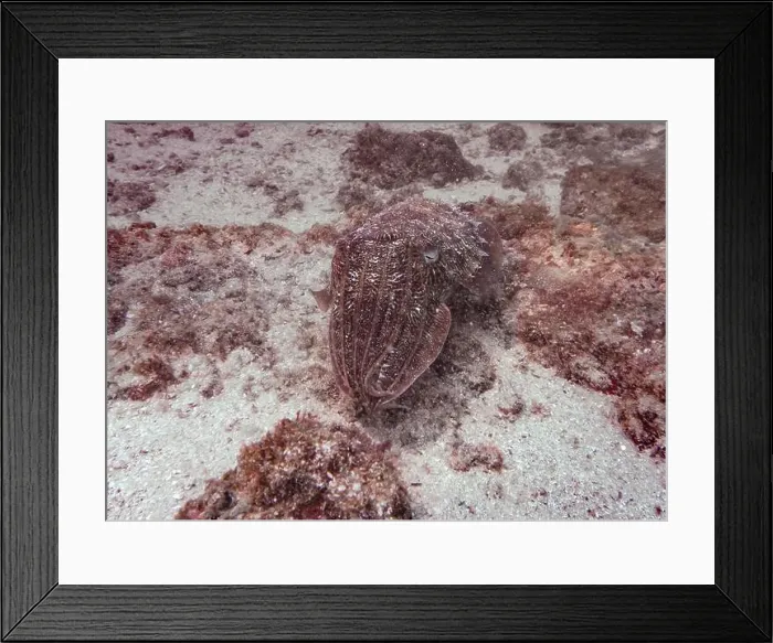 Framed Print : A cuttlefish disguises itself among the brown thickets at the bottom of the Gulf of Oman in Fujairah Framed Print : A cuttlefish disguises itself among the brown thickets at the bottom of the Gulf of Oman in Fujairah