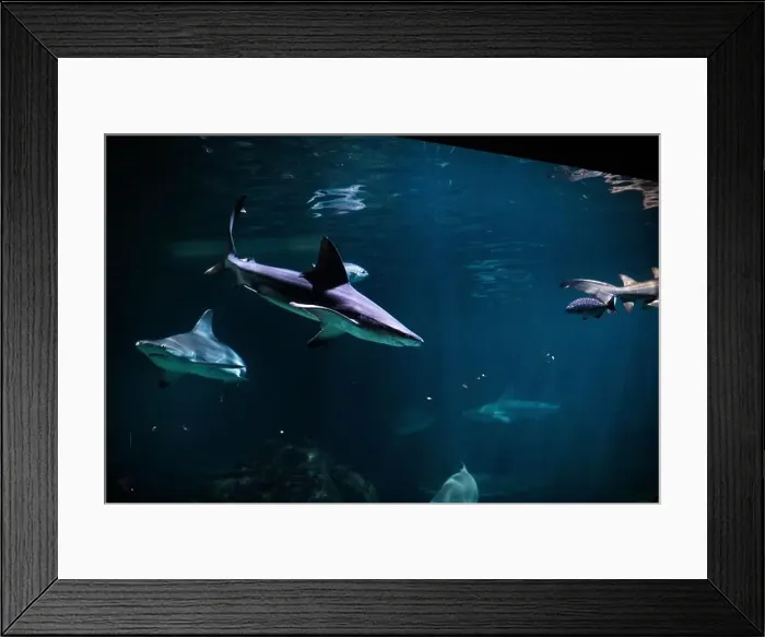 Framed Print : Tiger shark in sea water. Big shark in deep blue water. Aquarium in New-Jersey Framed Print : Tiger shark in sea water. Big shark in deep blue water. Aquarium in New-Jersey