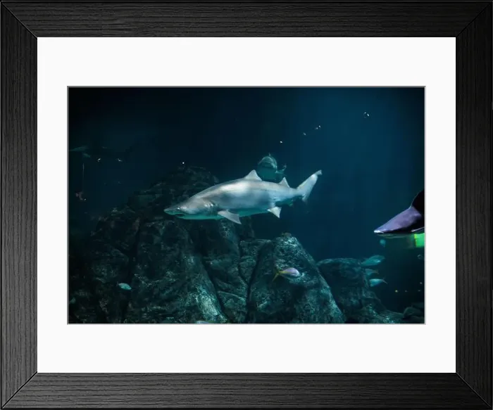 Framed Print : Tiger shark in sea water. Big shark in deep blue water. Aquarium in New-Jersey Framed Print : Tiger shark in sea water. Big shark in deep blue water. Aquarium in New-Jersey