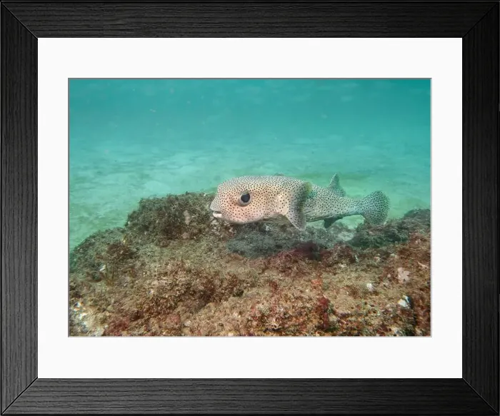 Framed Print : The spot-fin porcupinefish (Diodon hystrix) fish on a coral reef at the bottom of the Gulf of Oman in Fujairah Framed Print : The spot-fin porcupinefish (Diodon hystrix) fish on a coral reef at the bottom of the Gulf of Oman in Fujairah