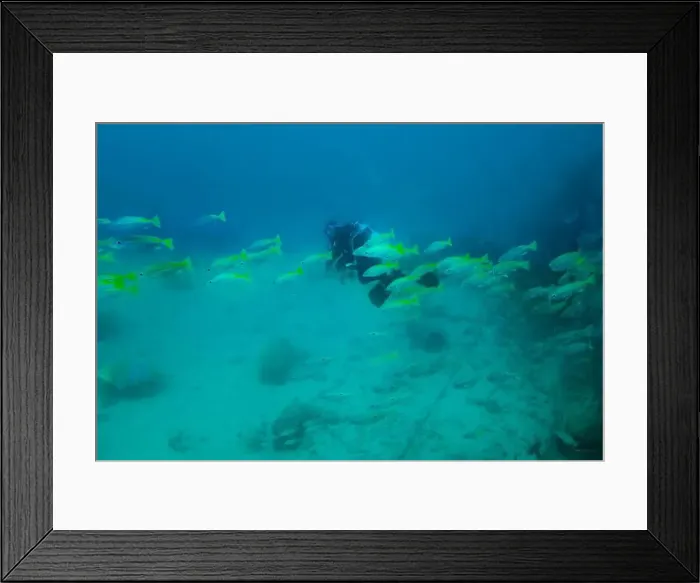 Framed Print : A blurred image of a driver in the current among a flock of fish in muddy water at the bottom of the Gulf of Oman Framed Print : A blurred image of a driver in the current among a flock of fish in muddy water at the bottom of the Gulf of Oman