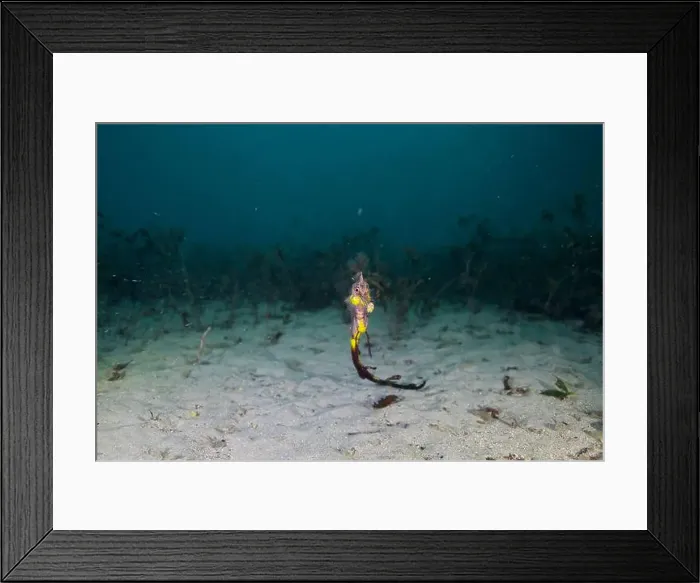 Framed Print : Weedy Sea dragon at Finders Pier Framed Print : Weedy Sea dragon at Finders Pier