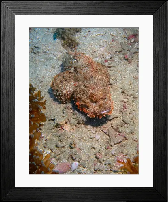 Framed Print : Poisonous scorpion fish at the bottom of the Gulf of Oman in Fujairah, United Arab Emirates Framed Print : Poisonous scorpion fish at the bottom of the Gulf of Oman in Fujairah, United Arab Emirates