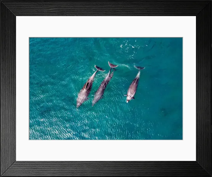 Framed Print : group of Bottlenose dolphins in blue cortez sea aerial drone view in loreto bay california sur mexico Framed Print : group of Bottlenose dolphins in blue cortez sea aerial drone view in loreto bay california sur mexico