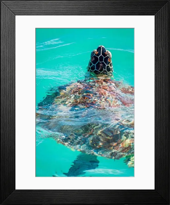 Framed Print : Close-up view of a beautiful adult sea turtle breaking through the surface to breathe, off the coast of Mauritius Framed Print : Close-up view of a beautiful adult sea turtle breaking through the surface to breathe, off the coast of Mauritius