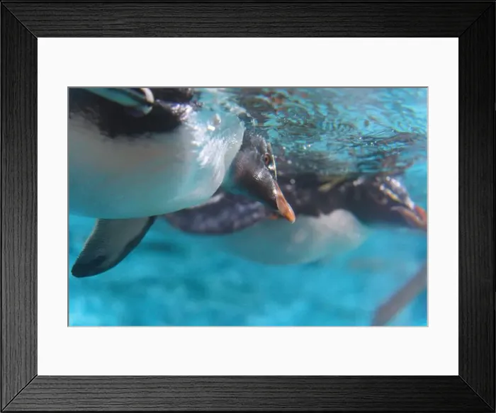Framed Print : Grace in Motion: Close-Up of Penguin Swimming Underwater Framed Print : Grace in Motion: Close-Up of Penguin Swimming Underwater
