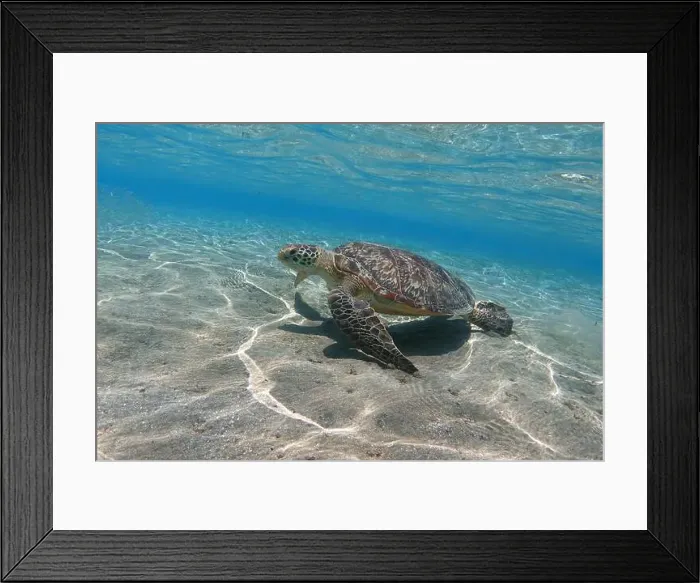 Framed Print : Green sea turtle in shallow sea water underwater Framed Print : Green sea turtle in shallow sea water underwater