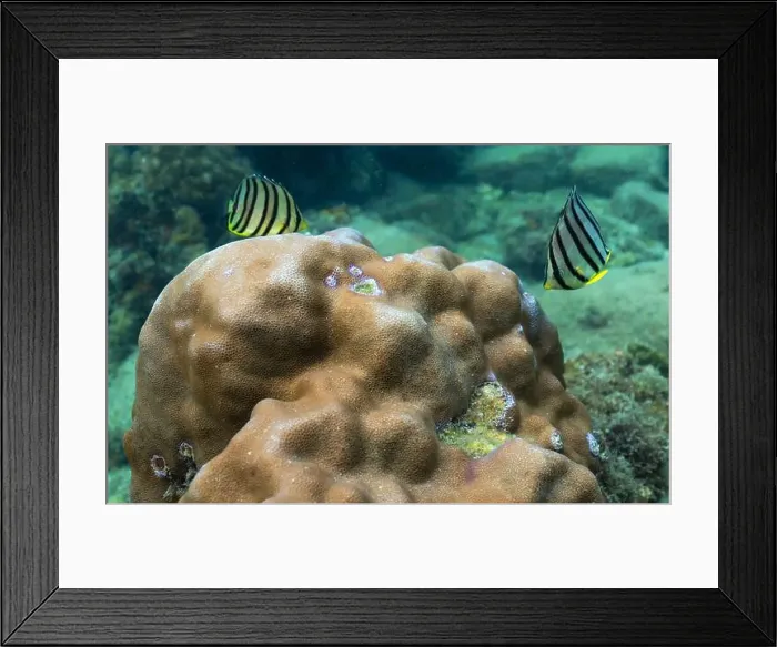 Framed Print : Colorful fish living in coral reefs, underwater landscape Framed Print : Colorful fish living in coral reefs, underwater landscape