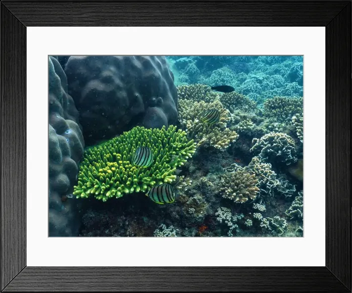 Framed Print : underwater landscape of a coral reef with colorful exotic fish Framed Print : underwater landscape of a coral reef with colorful exotic fish
